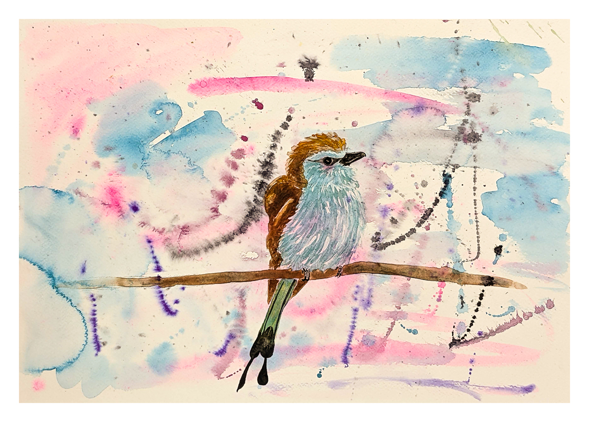 Blue Bellied Bird