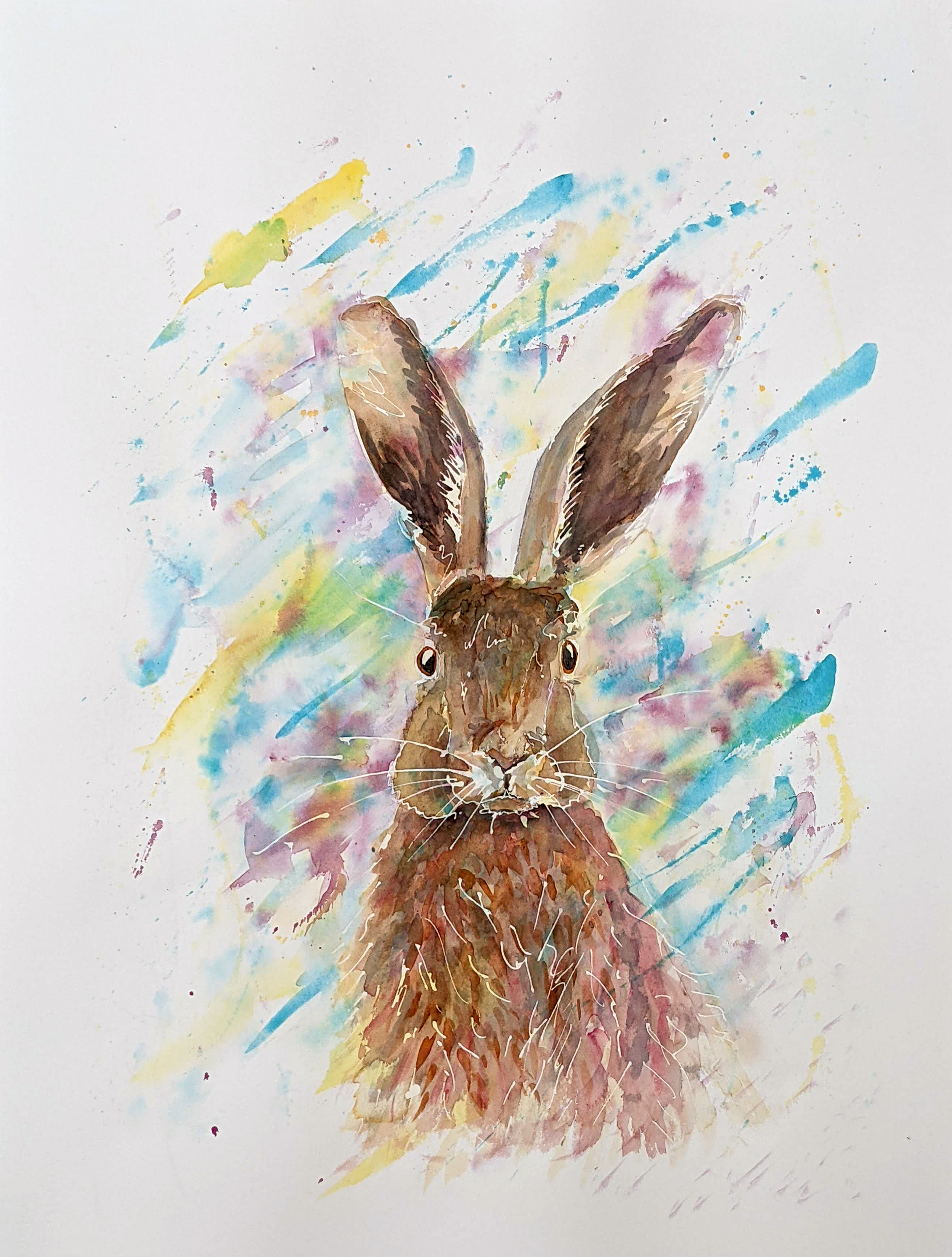 Jack Rabbit