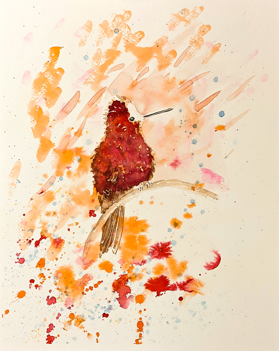 Scruffy Hummingbird